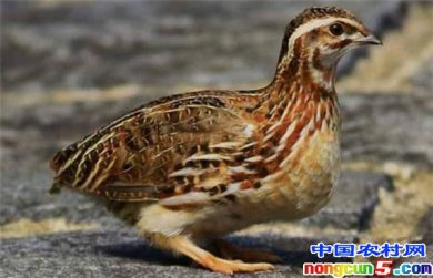 ������ֳ���� ����Ӧ����ô��ֳ�ȽϺã�