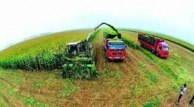 ƽ���أ�ȫ�濪չ��ɫũҵ���������йܣ��ٽ�֥���ҵ����