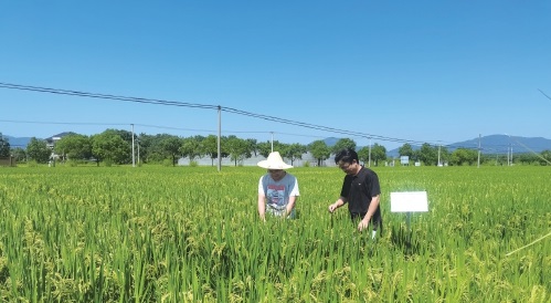 水稻轻简化机械施肥技术让稻田减肥增产